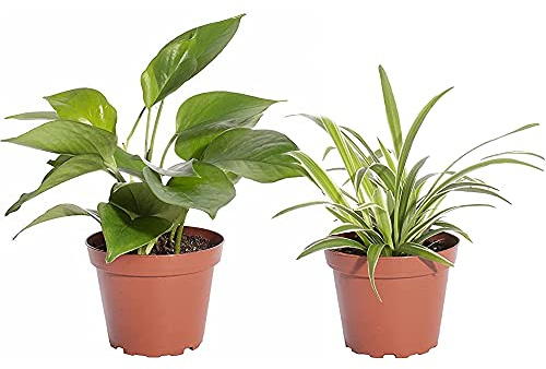 Pack Plantas Interior: Potho y Cinta Plantas Purificadoras del Aire