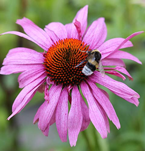 Sonnenhut Magnus Superior - Echinacea purpurea - lebende Gartenpflanze aus den Baumschulen