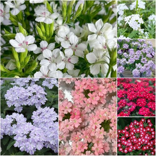 Verbena-hybrida zimmerpflanzen, indoor garden gartenpflanzen blumenwiese exotische topf, Seltene Serie wildblumen bonsai balkonpflanzen, bodendecker 500samen