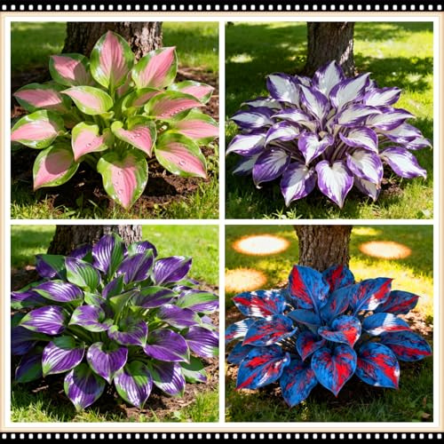 Hosta para jardín de exterior, resistente al frío y a la sombra, ideal para plantar en bordes de parterres o jardineras-4 piece-C