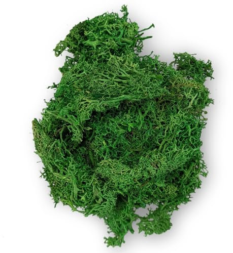 Netuno Muschio Decorativo Verde Scuro 30 Grammi Muschio per Decorazione modellismo Fai da Te Decorazione Muschio Verde Naturale per Decorazioni pasquali Natalizie casa Tavolo Pasqua Natale terrari