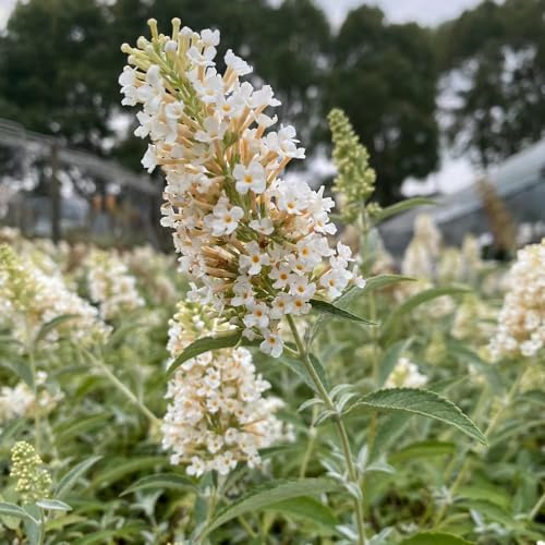 semi di buddleja, giardino sul balcone con decorazioni giardino per esterni rialzata d'appartamento esotiche resistenti in vaso 150pcs