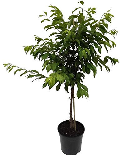 Shiro Japanische Pflaume Buschbaum 110-140 cm im 10 Liter Topf Unterlage: St. Julien A