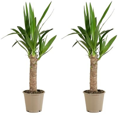 Bloomique - Set di 2 - Yucca elephantipes - Giglio delle palme - Pianta da interno - Purifica l’aria - Facile da curare - Alte 30-40 cm - Vaso 12 cm