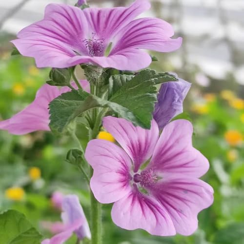malva selvatica - semi di malva aiuola di esotici selvatici da balcone insoliti Decorazioni autunnali per un giardino resistente fiorito decorativo 100pcs