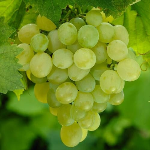 Carbeth Plants - Fruit Plants - Grow Your Own Fruit Garden - White Grape Plant in 9cm Pot