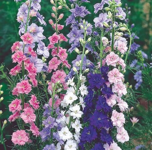 New Fresh 60pcs Larkspur Flower Seeds