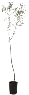 Vivaio Garden Forest Sorbo domestico (Sorbus domestica) Albero