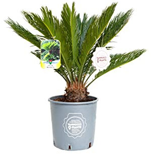 Vannucci Piante - Palma, Cycas revoluta, Pianta vera in vaso di Vannucci Piante, Pianta da esterno, Palma