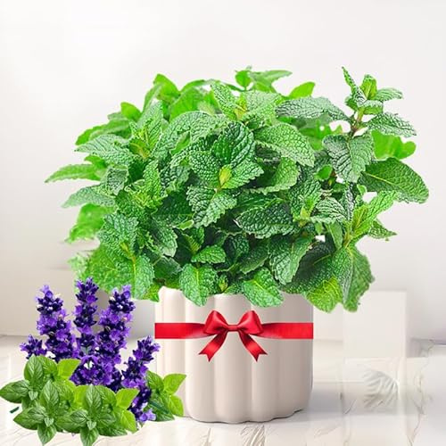 TANKDA Sets 2 Live Mint Plants Herb in 3.5 Pot, Fresh Chocolate Mint for Indoor Outdoor Growing, Spring Planting, 5-9 in Tall