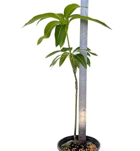 Mangifera Indica Árbol Natural de Mango para Terraza y Jardín