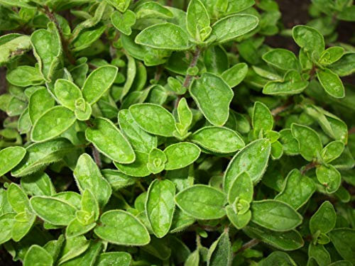 Marjoram 'Gold Tipped' Origanum vulgare 3 x Plug Plants, Culinary Garden Herbs by park farm plants