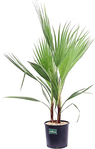 Palmera Natural de Exterior Washingtonia Robusta ±100cm de Altura Planta Viva