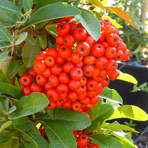Pyracantha coccinea a bacca rossa, 15 piante con altezza 60/80, vaso Ø15