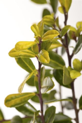 Ilex crenata ‘Golden Gem’ 30–40 cm – Winterhart, Immergrün, Pflegeleicht – Japanische Stechpalme – Hecken- & Kübelpflanze für Garten, Terrasse & Balkon