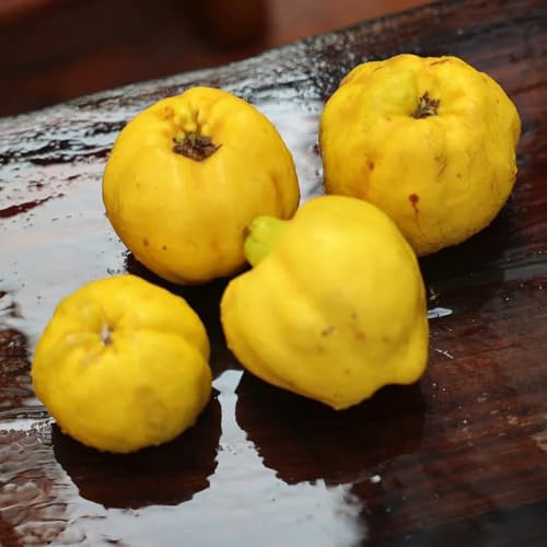 quittenbaum, exotische obstpflanzen, obstbaum winterharte garten balkonpflanzen säulenobst alte sorten geschenke für gärtner zwergobstbäume 180pcs