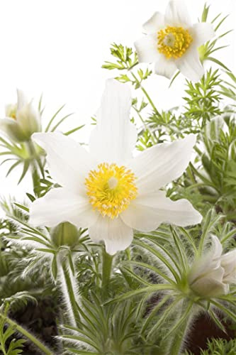 Pulsatilla vulgaris 'Alba' 9x9 cm Topf – Winterhart, Mehrjährig, Pflegeleicht – Küchenschelle – Staude für Steingarten & Beet