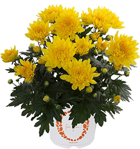 Chrysanthemum Amarillo Planta Natural con Flores Amarillas
