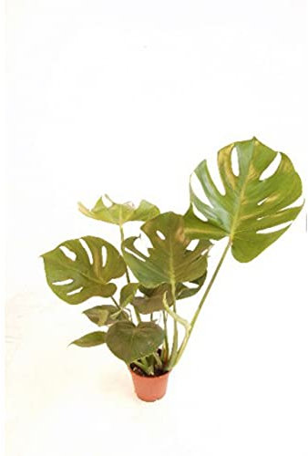 VERDECORA - Planta Natural - Costilla de Adán o Monstera Deliciosa - Maceta 13cm | Altura 40-55cm