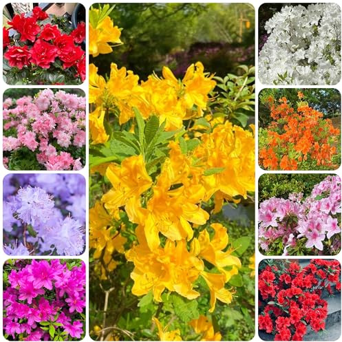 rhododendron, deko winterhart azalee balkon blühend kräuterpflanzen blumenbeet 65samen