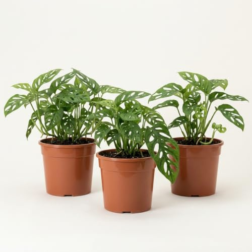 Monstera adansonii | 3er-Set | Affenblatt | ca. 25-30 cm | ø 12-15 cm Topf | Pflegeleichte Zimmerpflanzen für Wohnung und Büro | Qualität vom Pflanzen Profi | Ideale Raumbegrünung