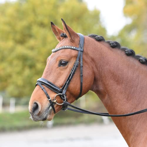 Busse