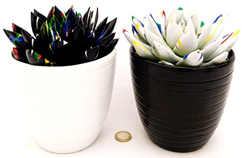 POWERS TO FLOWERS - ECHEVERIA' PICASSO BLACK end WHITE, VASO 13CM, CACTUS COLOR LIFE, IN VASO CERAMICA BIANCO E NERO A RIGHE, piante vere