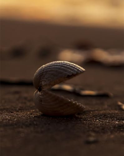 1000 Pièces,DIY Puzzle,Cadeau,Amuesment,Puzzles Classiques-Coquille,Sable,Macro 70x50cm