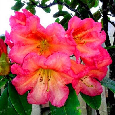 Graines De Fleurs De Rhododendron Fraîches À Planter En Rose Ensemble De 100 Pièces