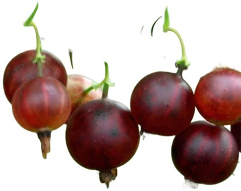 Black Velvet Gooseberry Bush Live Plant – Productive Berry Shrub for Home Garden & Landscape, Hardy Gooseberry Variety (3 Gallon/Single)