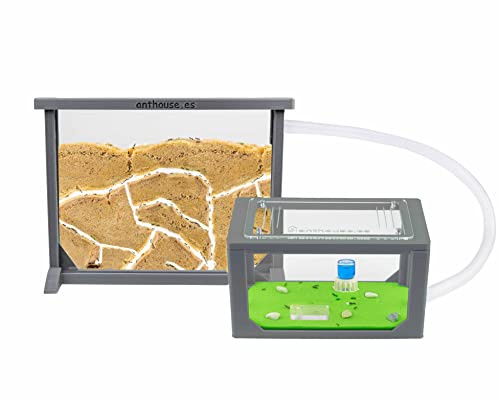 Anthouse - Natürliche Ameisenfarm aus Sand | 3D-Set Grau Medium (Sandwich + Futterbox) | Inklusive Ameisenkolonie
