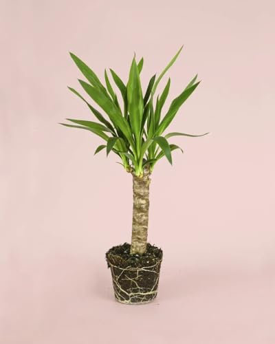 Yucca | Plantas Naturales Exterior | Pur Plant