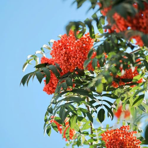 eberesche herbstpflanzen winterhart obstbaum gartenpflanzen garten hochbeet pflanztöpfe blumengarten kräutersamen stauden winterhart mehrjährig bonsai bäumchen kaufen balkongarten 50samen