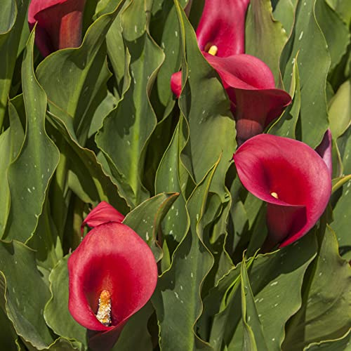 bulbi calla di riverdimento resistenti balcone ufficio resistenti 10pcs