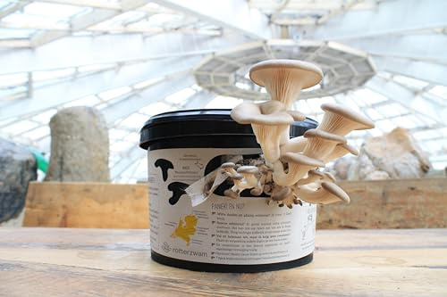 Rotterzwam Pilz Growkit – Austernpilze selbst züchten zu Hause, mit Kaffeesatz, einfaches Indoor Pilzzucht Set, nachhaltig & wiederverwendbar (Englisch)