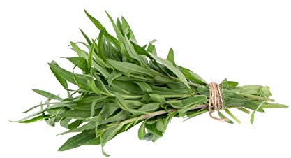 Herb Plants - Tarragon - 9 x Large Plug Plant Pack - Tarragon Plants - Premium Quality Herbs