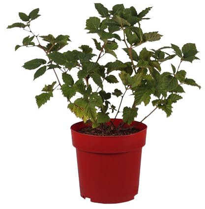 Rubus, Brombeere, Navaho Big Easy, große Beeren, Obststrauch, pflegeleicht, winterhart, Gartenpflanze, Beerenstrauch, ertragreich