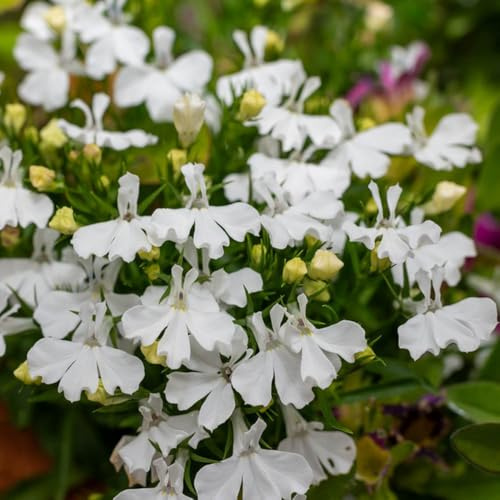 semillas de lobelia semillas de silvestres pradera fieles los hombres balcón resistentes resistentes 100pcs