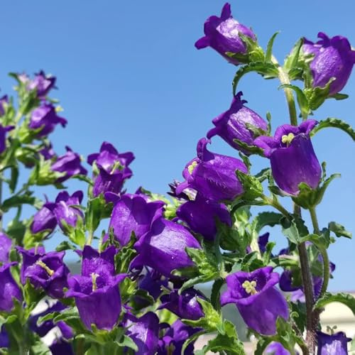 semi di campanula di perenni resistenti di campanula, esotiche resistenti to perenni, ombra decorazione 60pcs