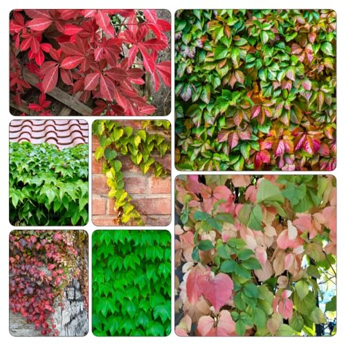 Parthenocissus tricuspidata - d'appartamento esotiche vaso Parthenocissus tricuspidata giardino ufficio semi di 600pcs