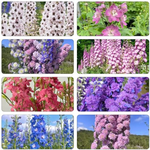 rittersporn kräuterpflanzen schnittblumen wildblumen balkonblumen kräutersamen gartenblumen mehrjährig winterhart balkon garten wildblumensamen blumenstauden winterhart mehrjährige 600samen