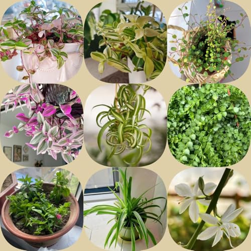 Grünlilie - exotische nachhaltige produkte kräuterpflanzen immergrüne winterhart geschenke für gärtner pflanzensamen alte sorten balkongewächshäuser balkonpflanzen pflegeleichte 85Samen