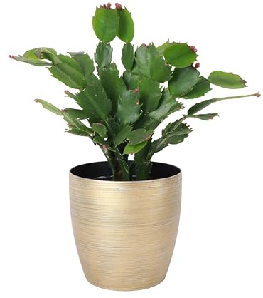 Thorsen's Greenhouse Holiday Cactus, Christmas Cactus, Live Indoor Plant, Pet Safe, 4 Diameter Pot, Classic Pot Cover (Gold)