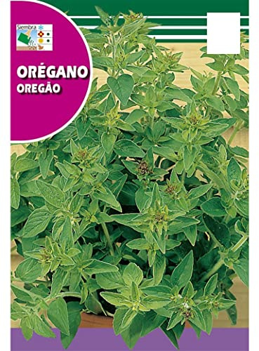 Semillas de Origanum Vulgare para Cultivar Orégano en Terraza y Jardín