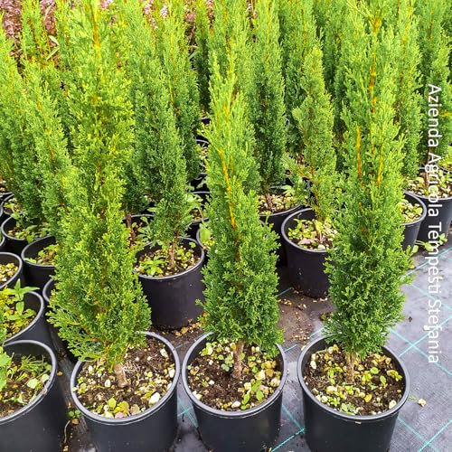 Cupressus Sempervirens Totem, confezione di 2 piante, altezza 60/80 cm, vaso 18, Cipresso toscano