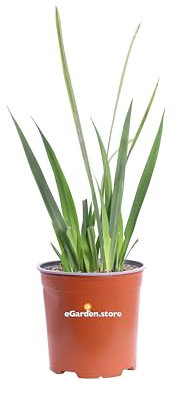 Pianta di Dietes Iridioides pianta ornamentale da esterno giardino terrazzo balcone cespuglio di Dietes fiore bianco-blu pianta vera venduta da eGarden.store