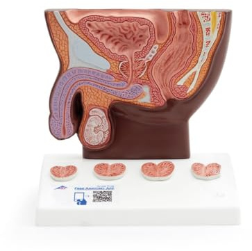 3B Scientific Prostata-modell, naturlig storlek, mörk hud, 3B smart anatomi