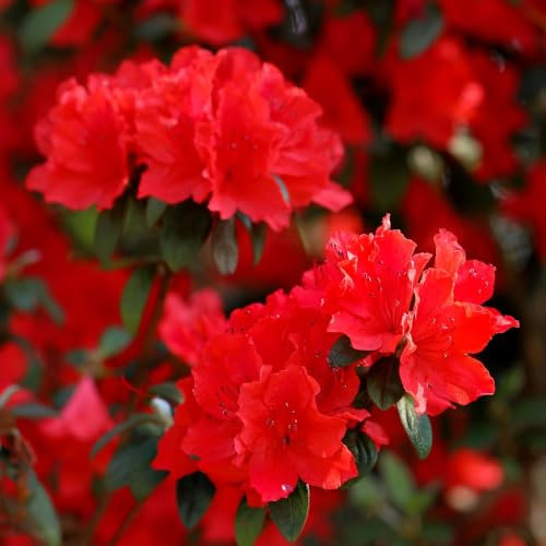 Azalea Japonica ‘Red’ - Hardy Shrub - Vibrant Red Flowering - Evergreen Glossy Foliage - Easy to Grow Your Own - Ideal - Low Maintenance - 1x 17cm Potted Plants by Thompson and Morgan