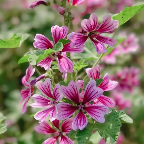 semi di malva selvatica 200pcs