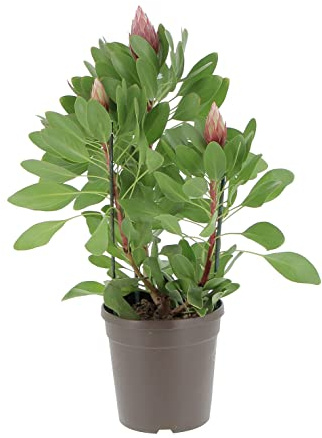 KENTIS - Protea 'Little Prince' - Protea-Blütenpflanze - Echte Outdoor-Gartenpflanzen - H 50-60 cm Topf Ø 17 cm